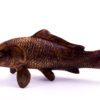 Bronze statuette Carp