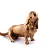 Bronze sculpture Basset hound