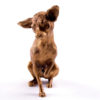 Bronze statuette Silky Terrier