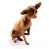 Bronze statuette Silky Terrier