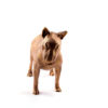 Bronze statuette English Bull Terrier