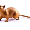 Bronze sculpture  Rat