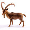 Bronze statuette Bezoar ibex