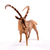 Bronze statuette Bezoar ibex