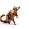 Bronze statuette  cat Devon Rex