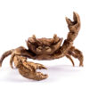 Bronze casket  Crab