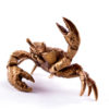 Bronze casket  Crab